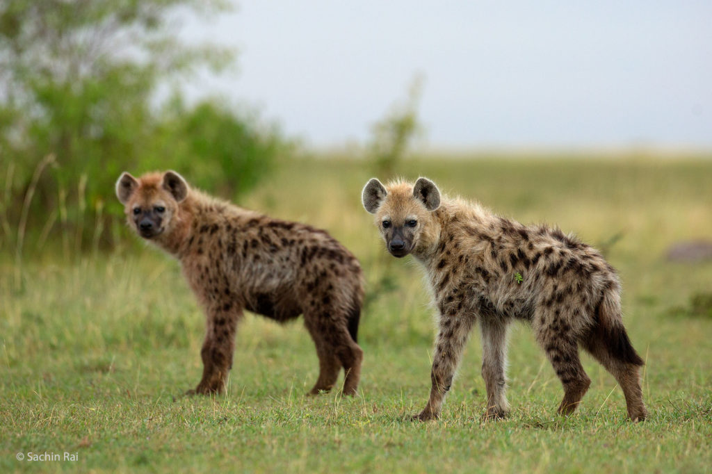 Spotted Hyenas, Masai Mara