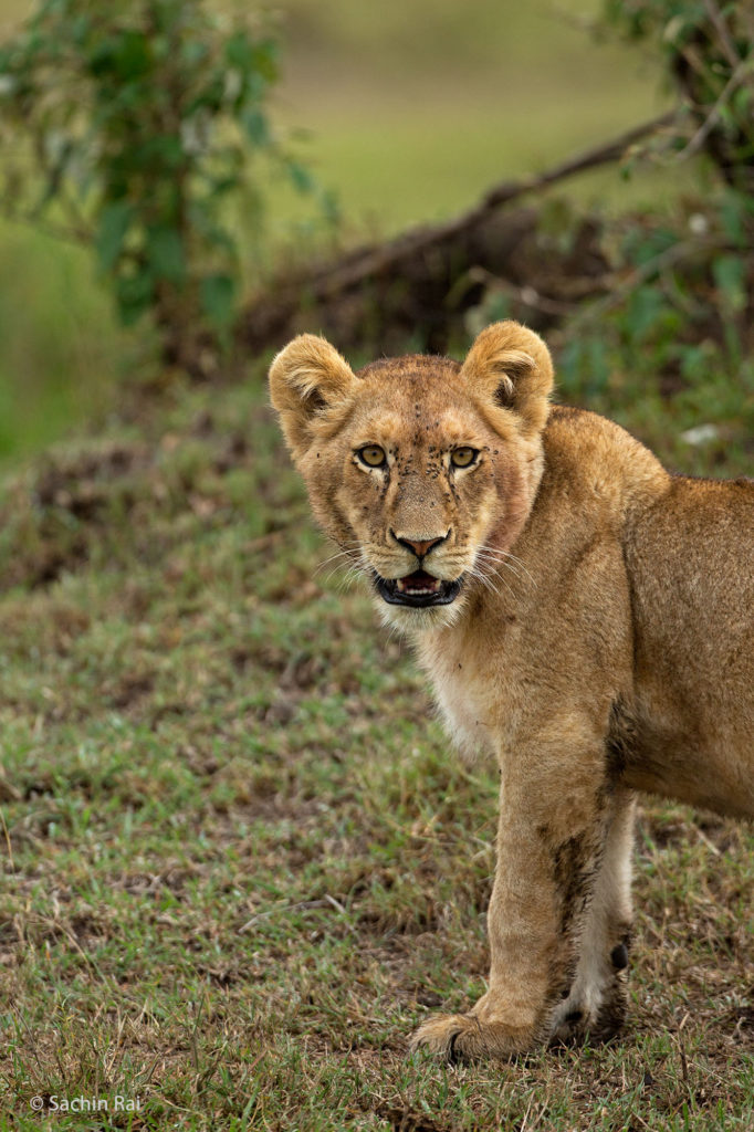 Lion Cub, Masai Mara