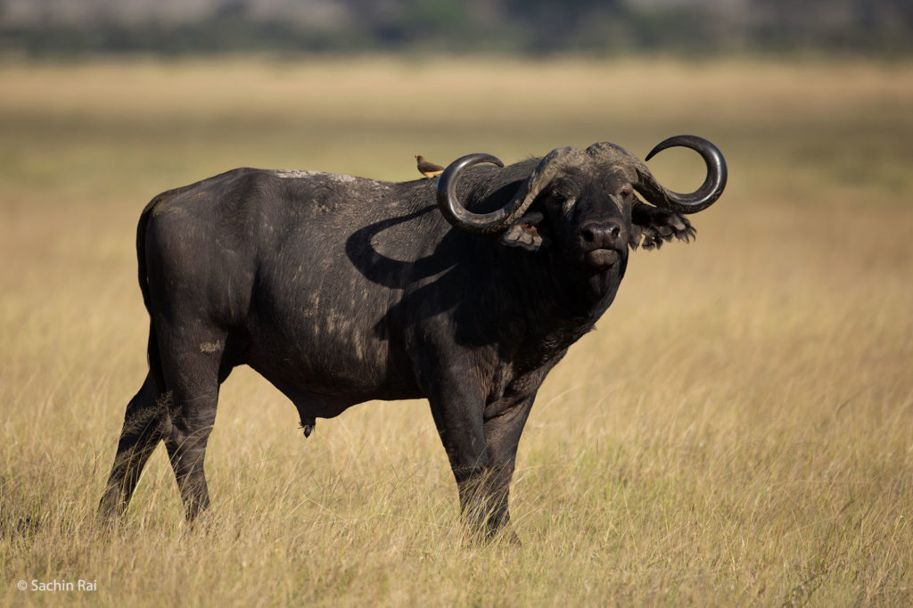 Cape Buffalo Bull, Amboseli