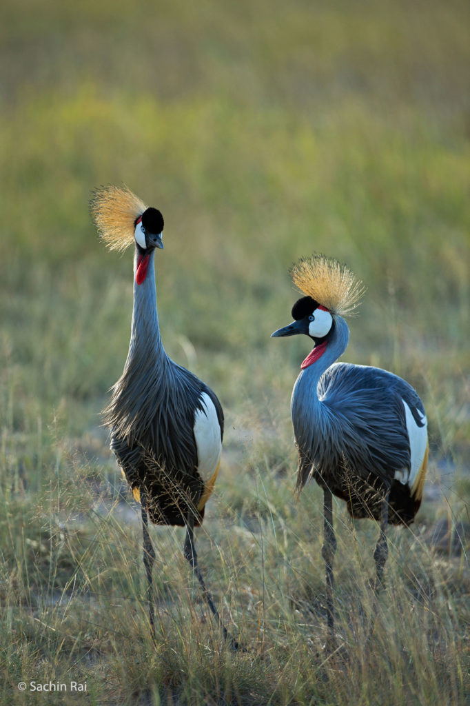 Grey Crowned Crane, Amboseli