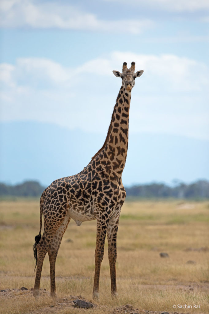 Giraffe, Amboseli