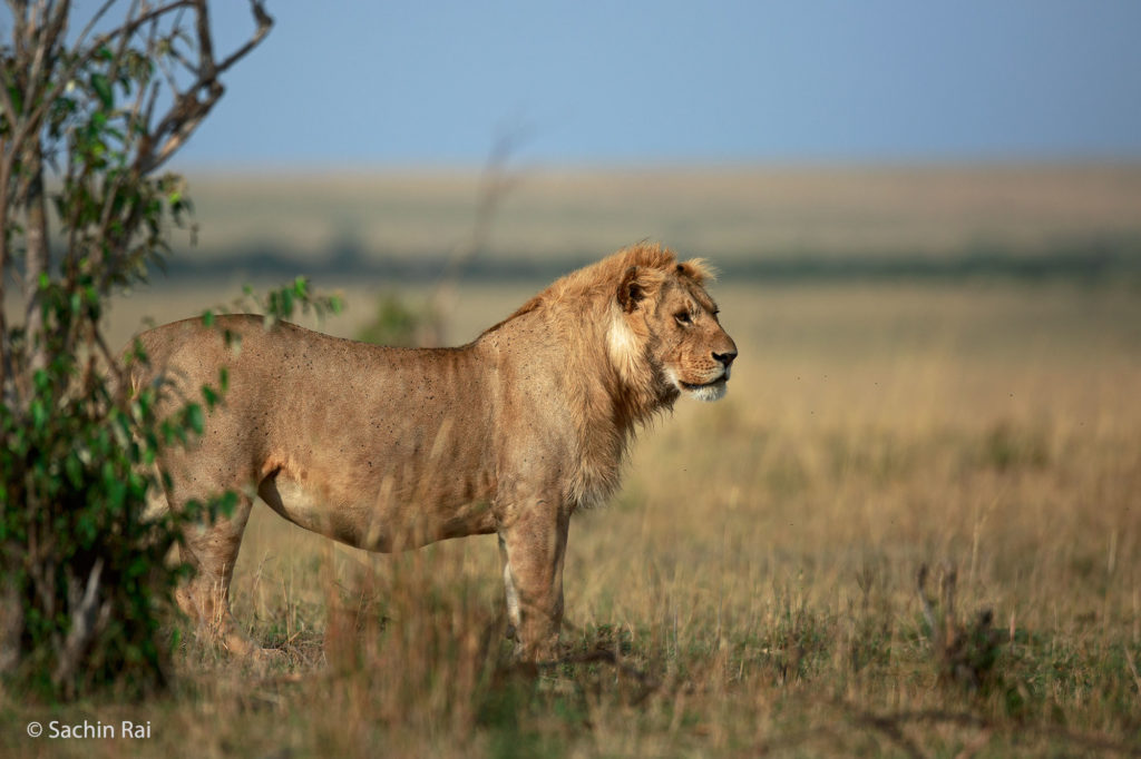 Young Lion, Masai Mara
