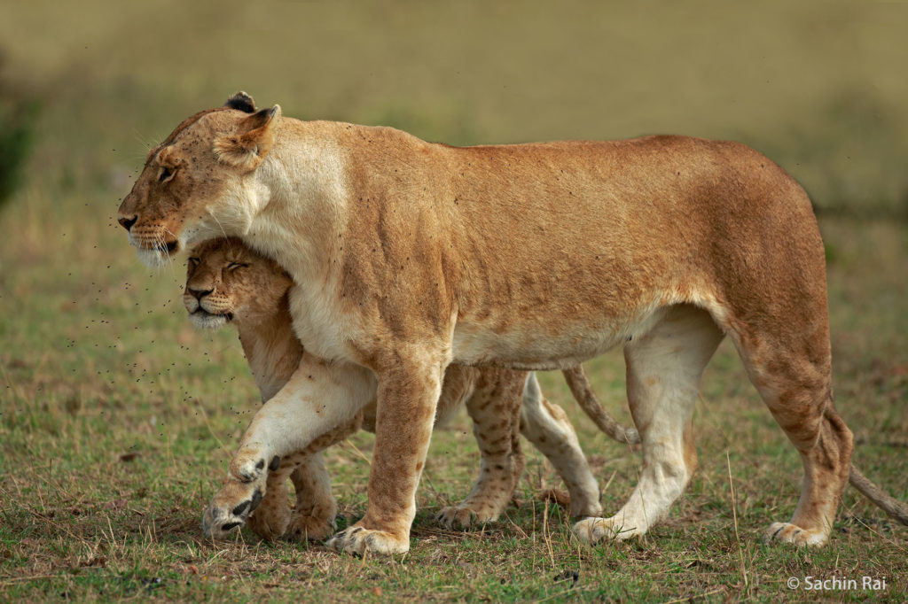 Lioness and Cub, Masai Mara