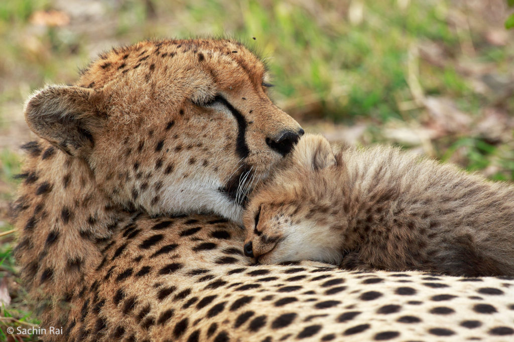 Cheetah and Cub, Masai Mara