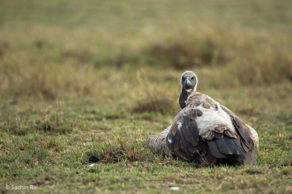 Vulture, Masai Mara