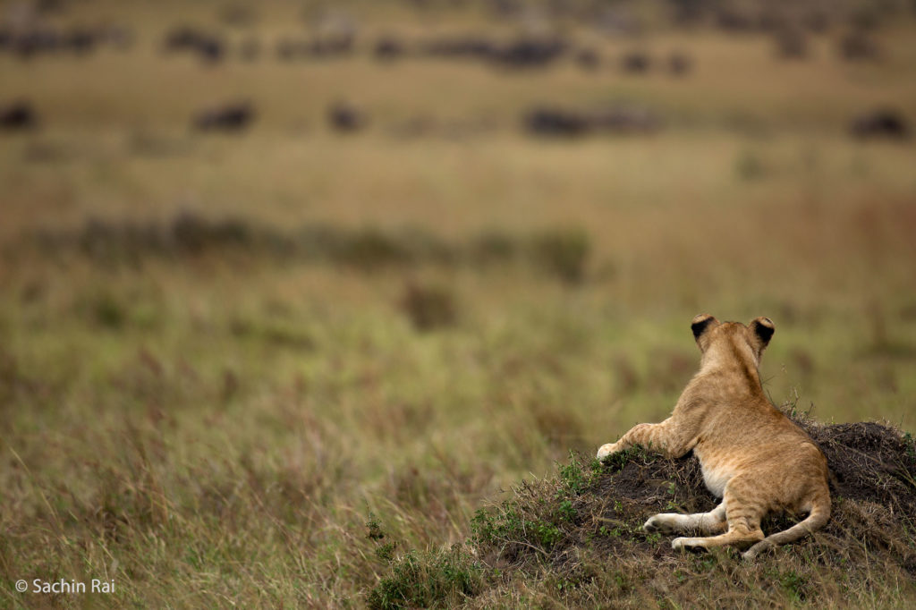 Young Lion, Masai Mara