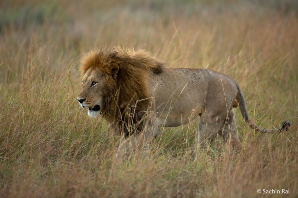 Male lion, Masai Mara