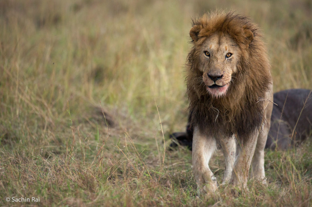 Male Lion, Masai Mara