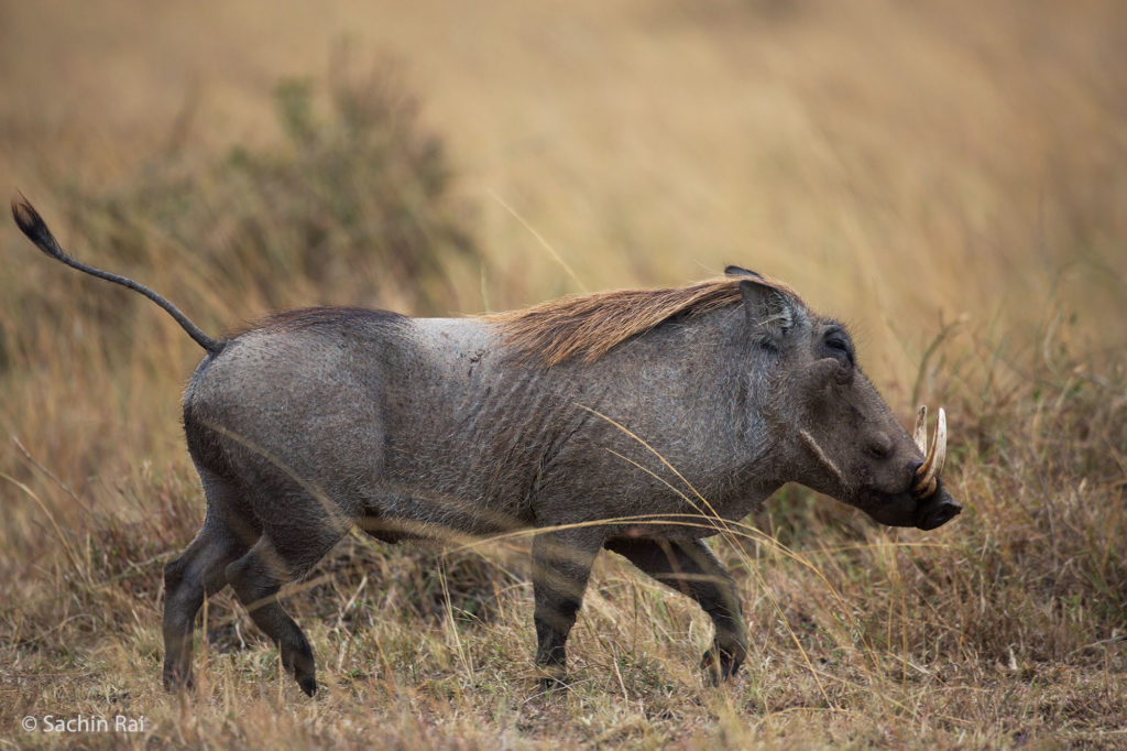 Warthog, Masai Mara