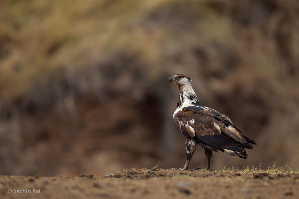 Eagle, Masai Mara