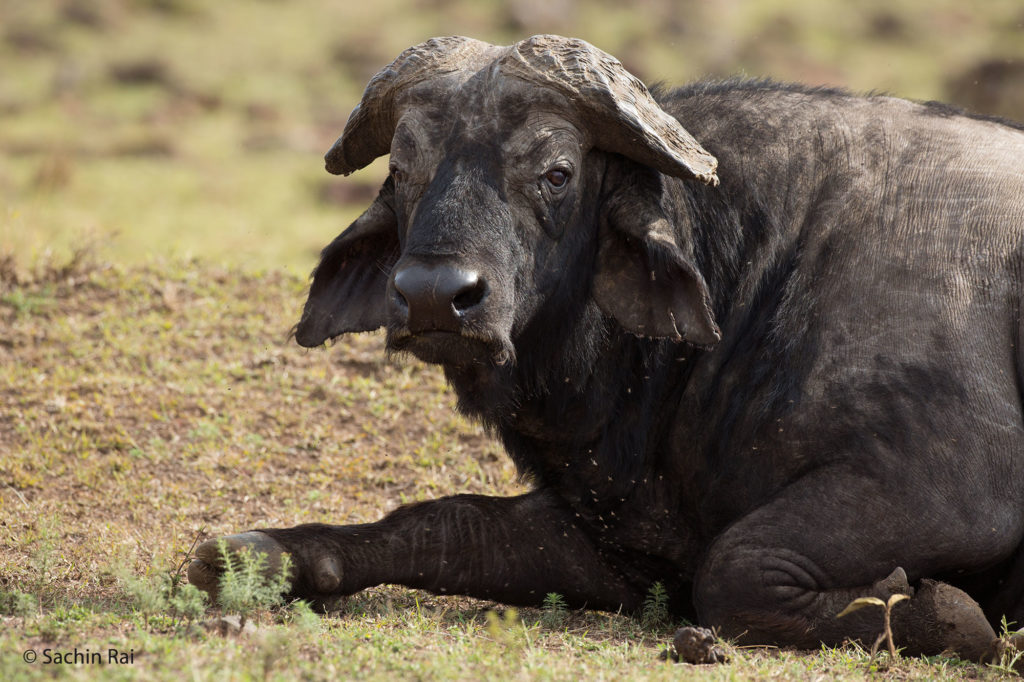 Buffalo, Masai Mara