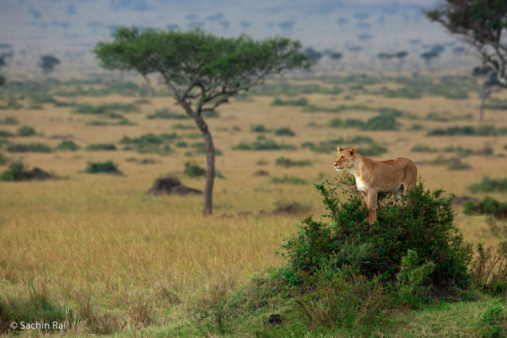 Lioness, Masai Mara