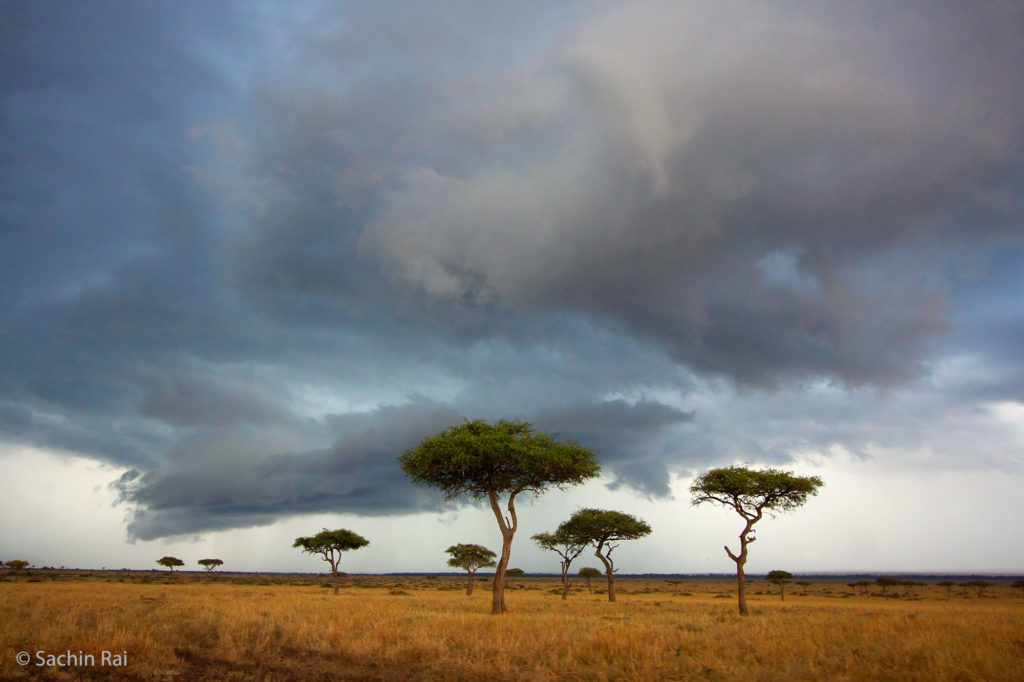 Landscape, Masai Mara