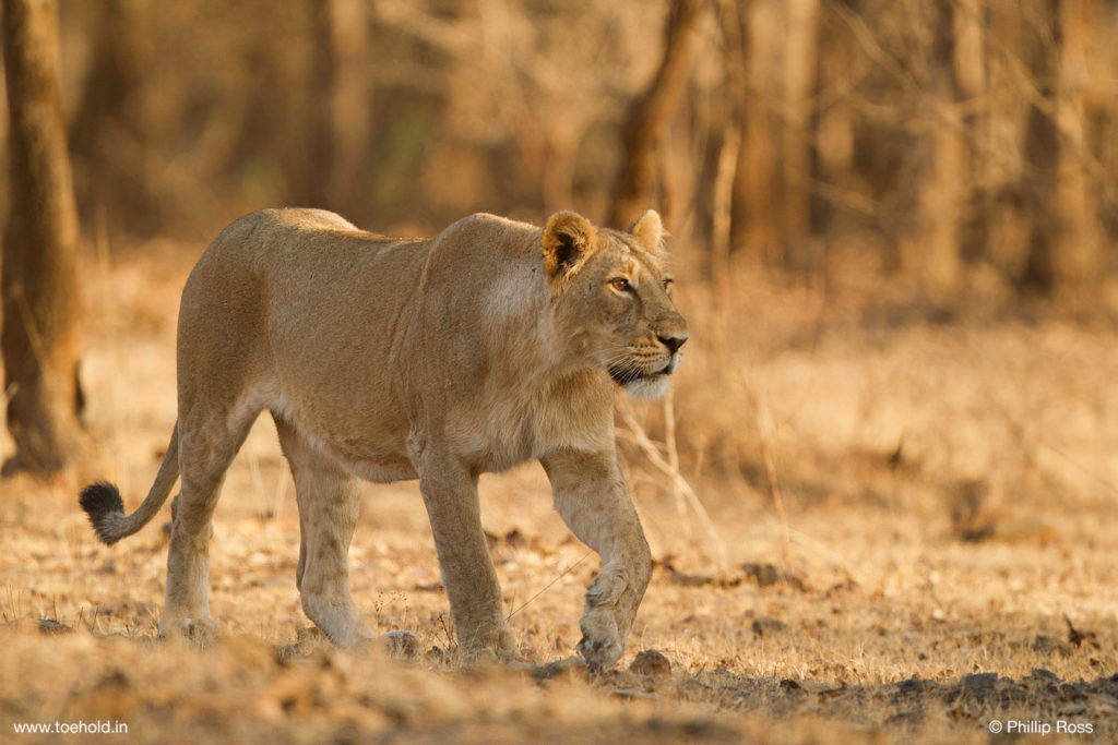 Lioness Walking