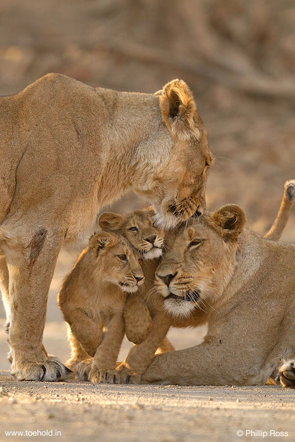 Lionesses and Cubs