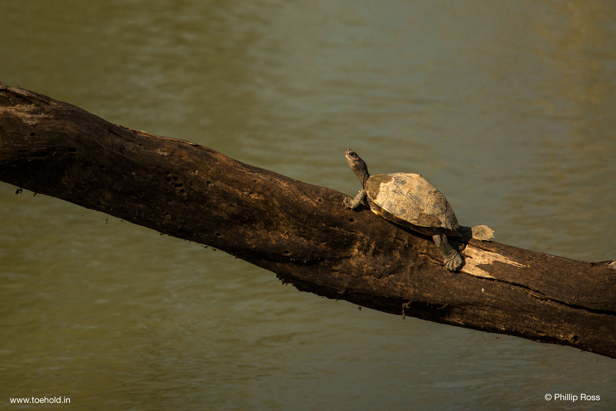 Assam Roof Turtle Kaziranga 2022