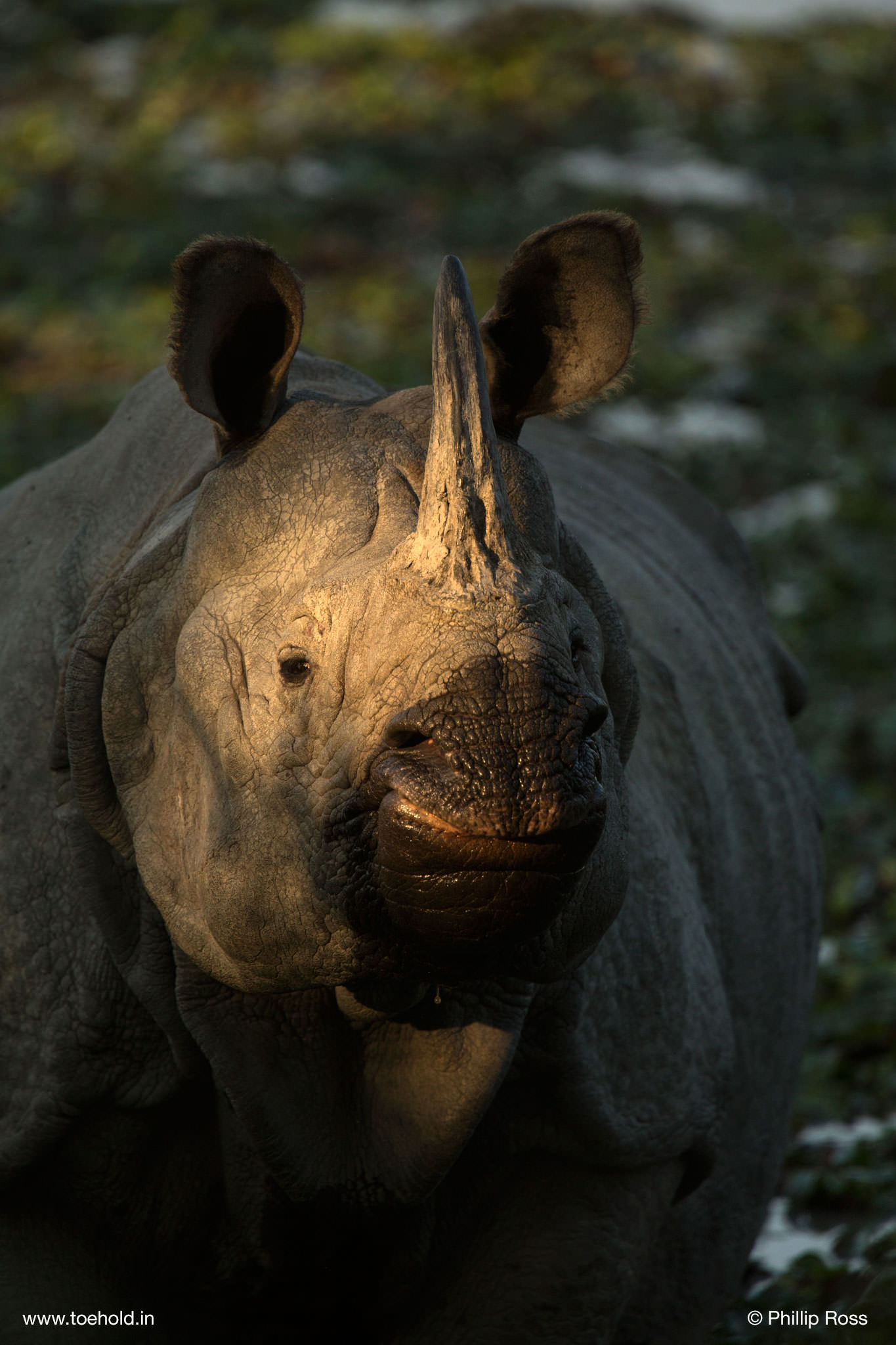 Rhino Kaziranga 2023
