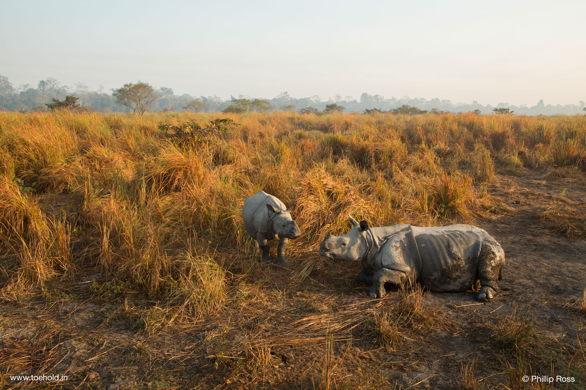Rhino Scape Kaziranga 2022