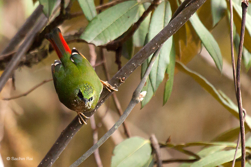 Fire-tailed Myzornis