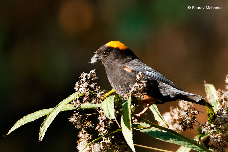 Gold-naped Finch