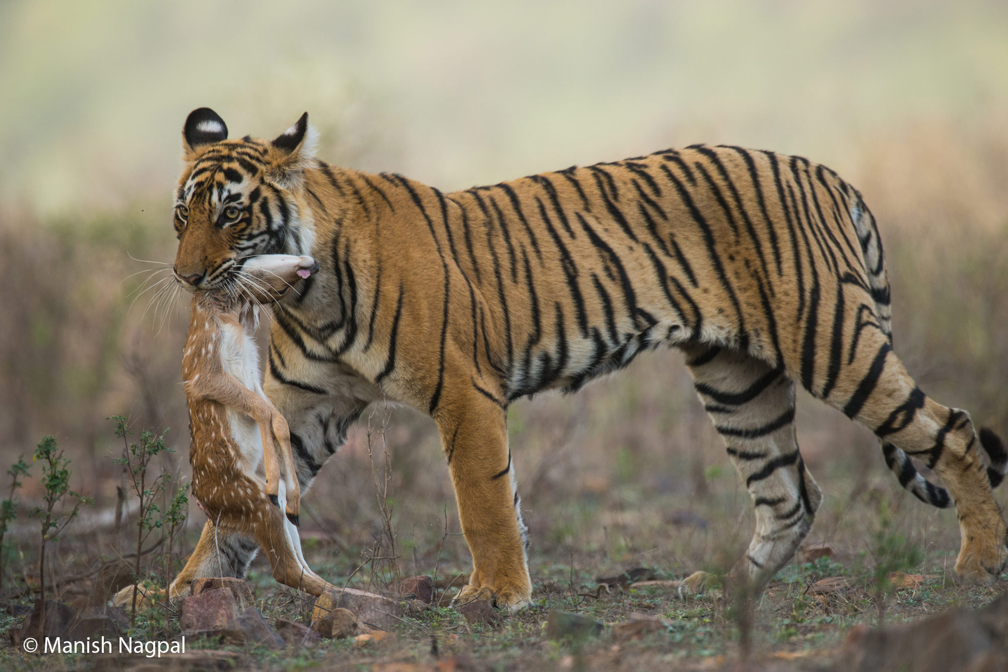 Tigress with Kill