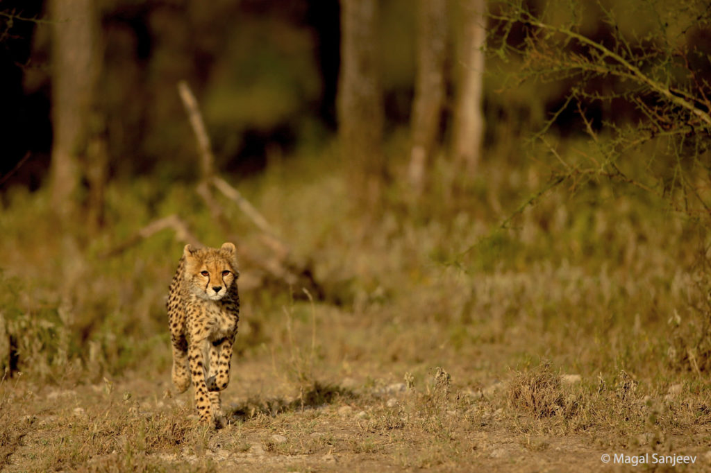 cheetah running magal sanjeev 2024