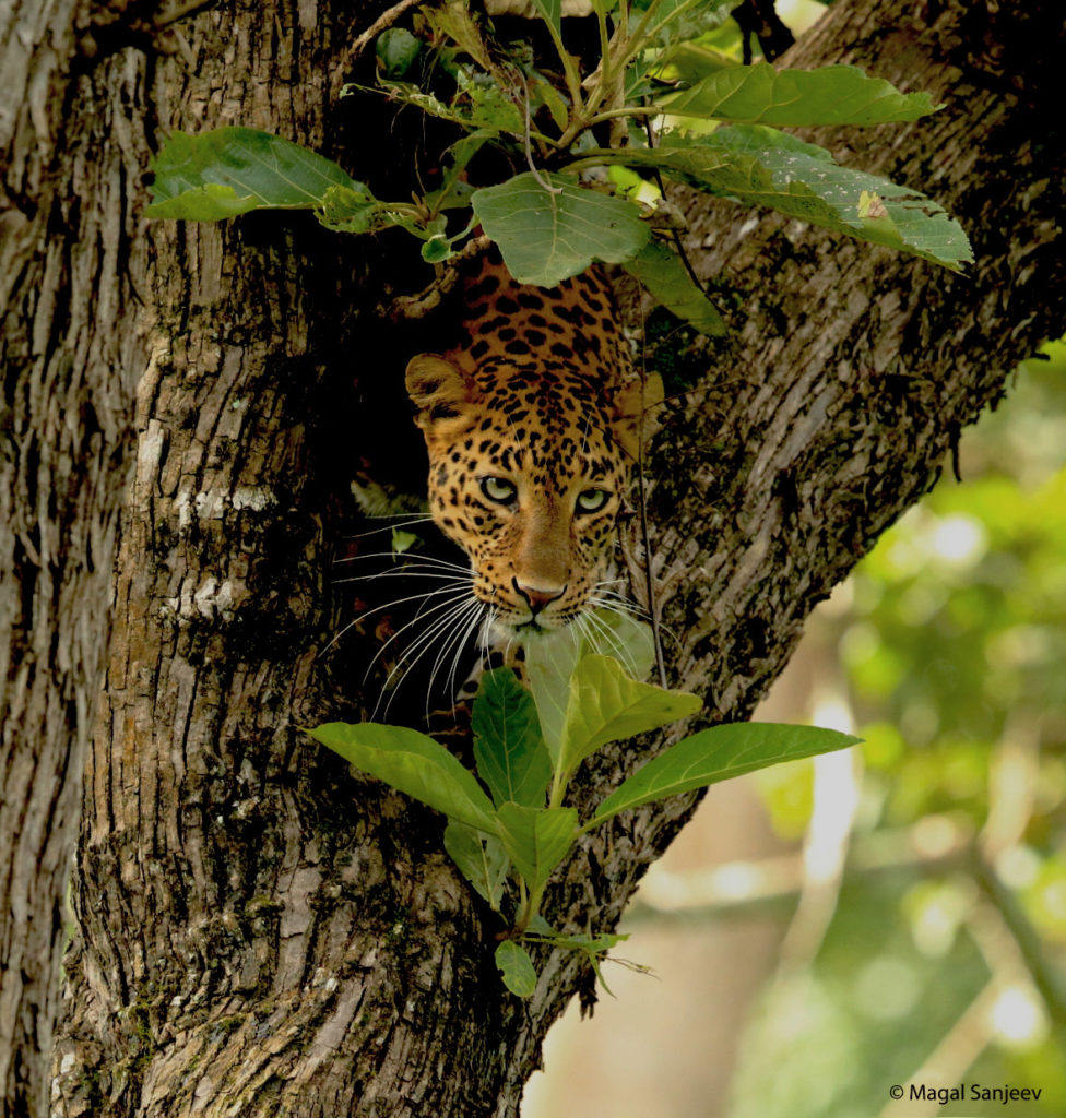 leopard peeping magal sanjeev 2023