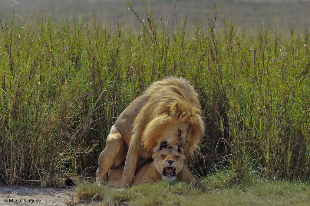 mating lions magal sanjeev 2023