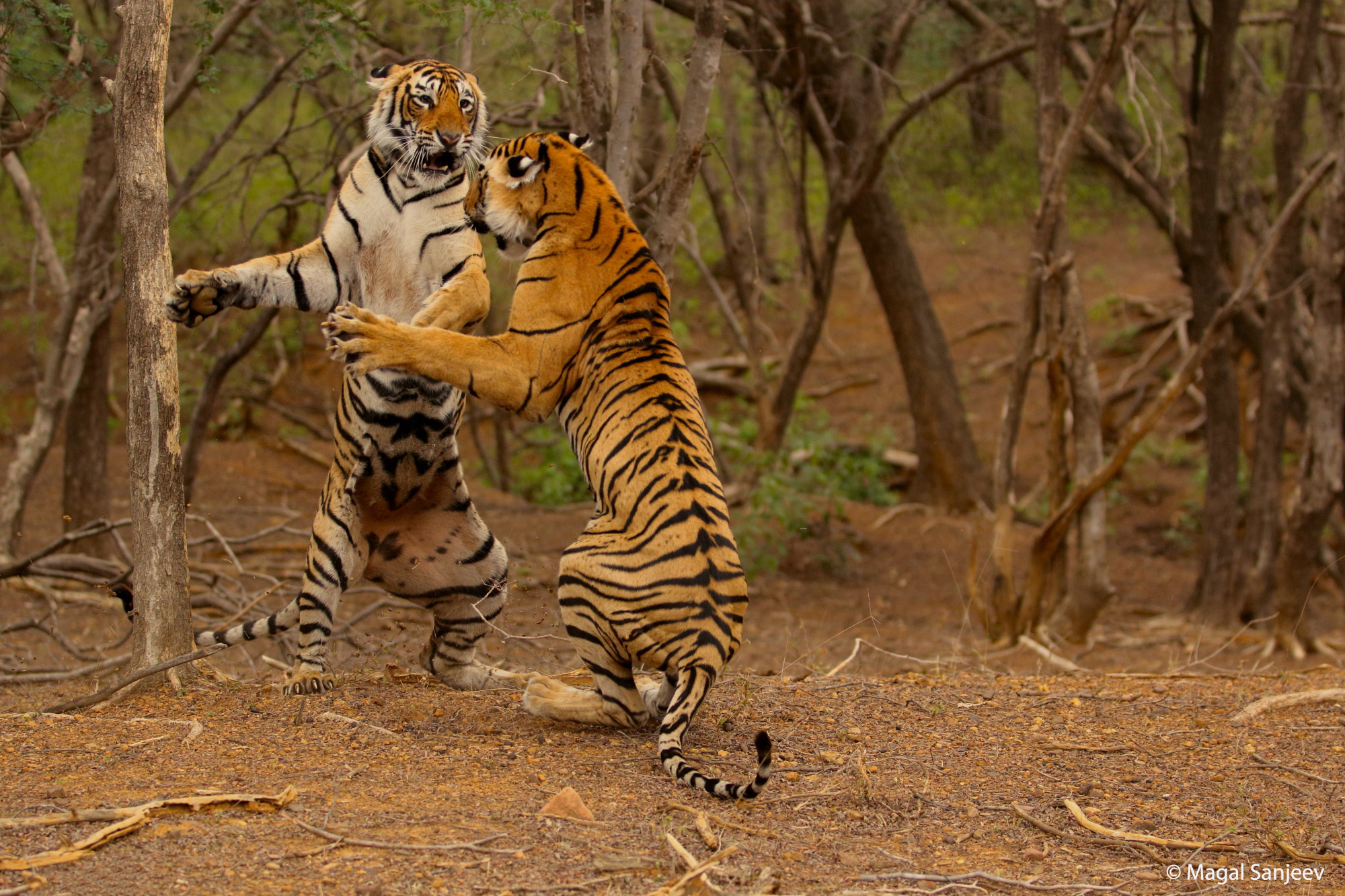 Animals more human. Тигр в Африке. Амурский тигр и человек. Тигр атакует.