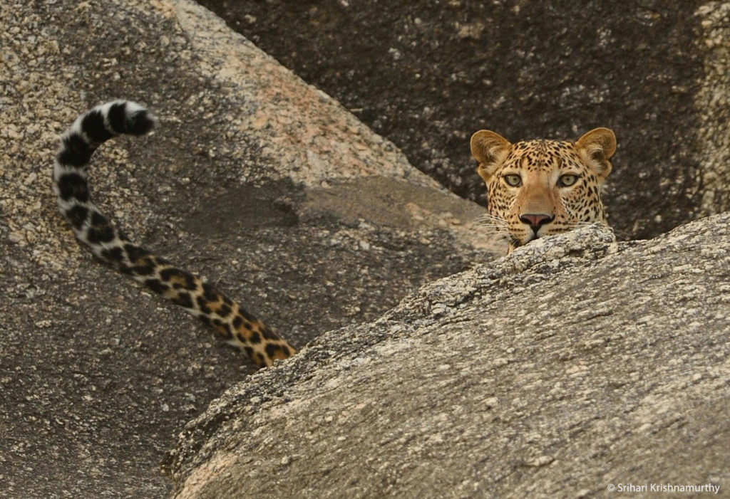 Leopard at Bera