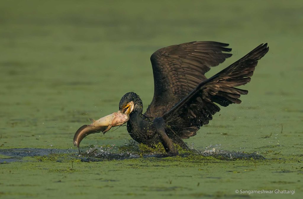 cormorant with fish sangameshwar ghattargi 2023
