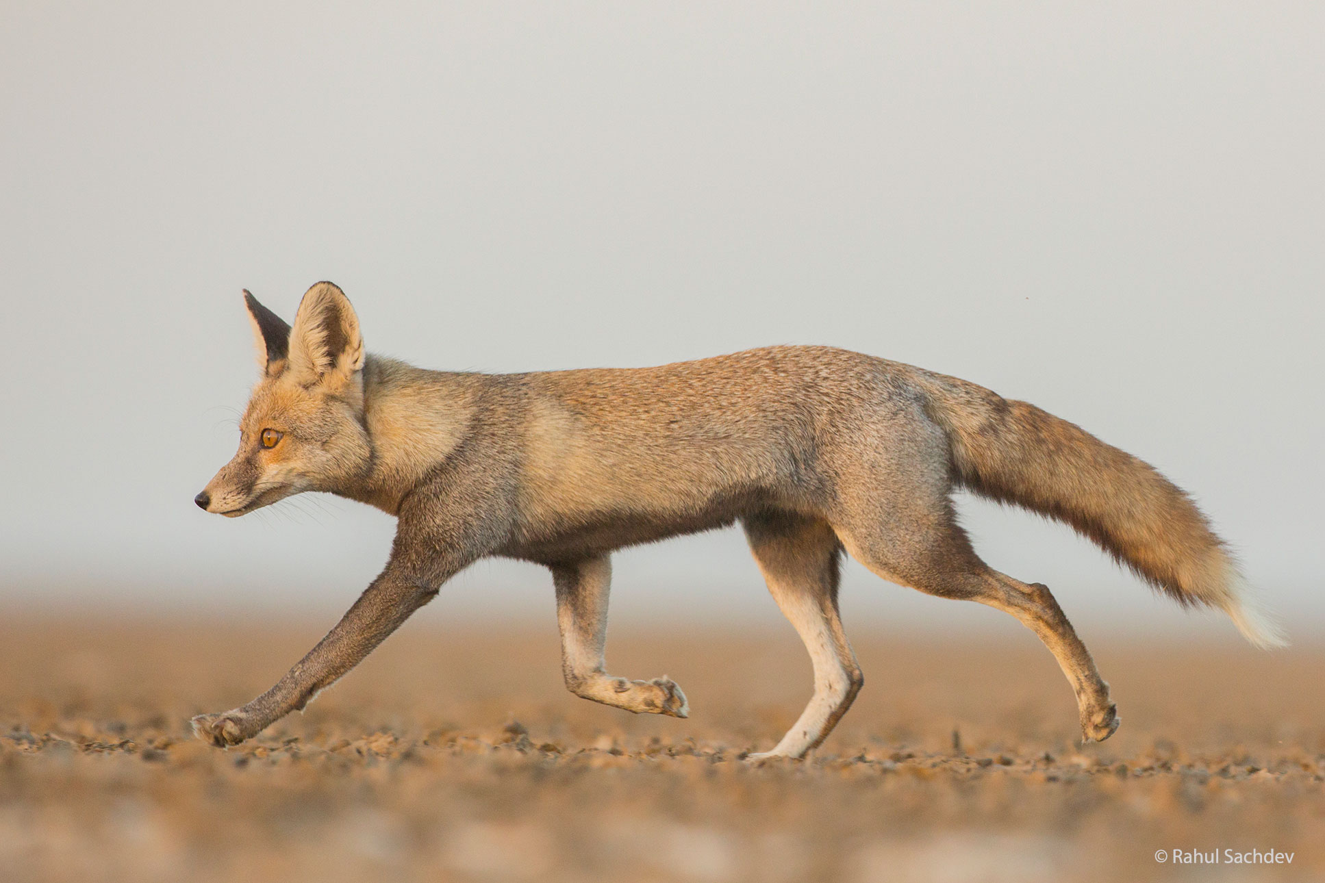 Desert Fox Running