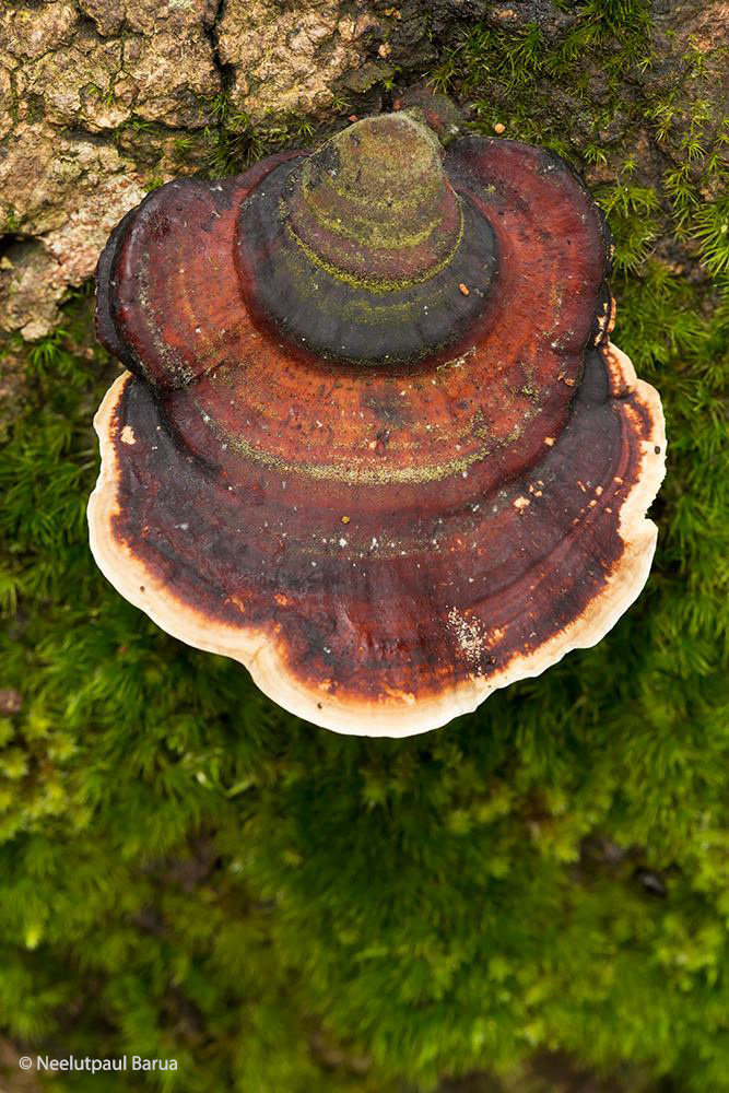 Bracket Fungus (Mushroom)