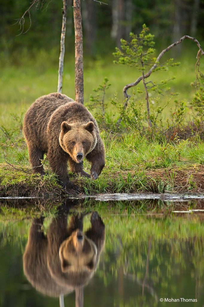 Kamchatka Brown Bear