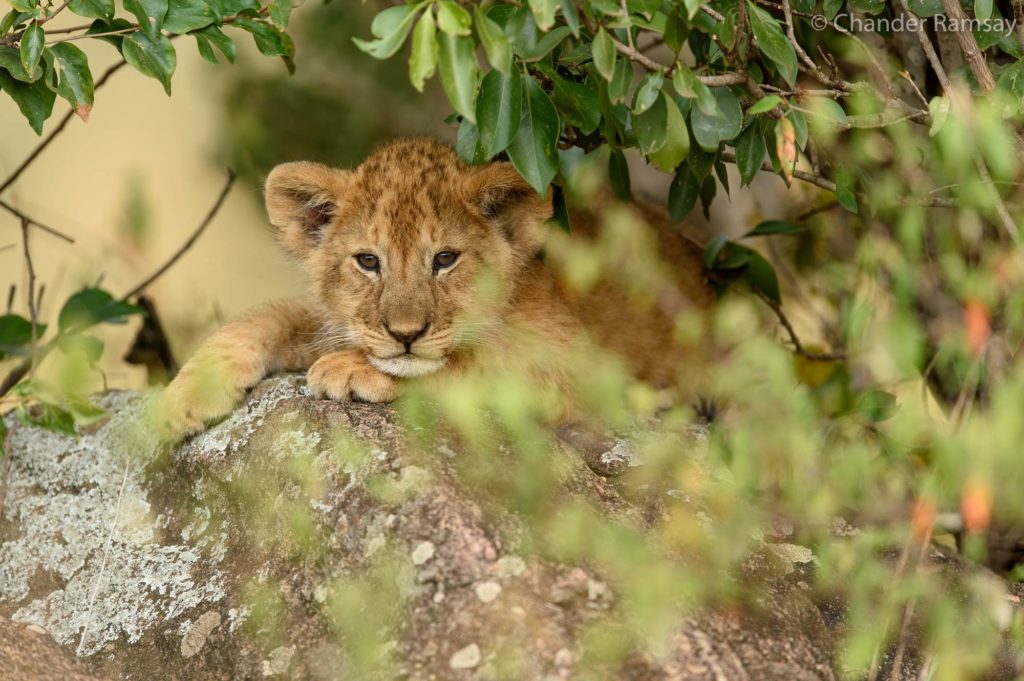 Lion Cub, Masai Mara