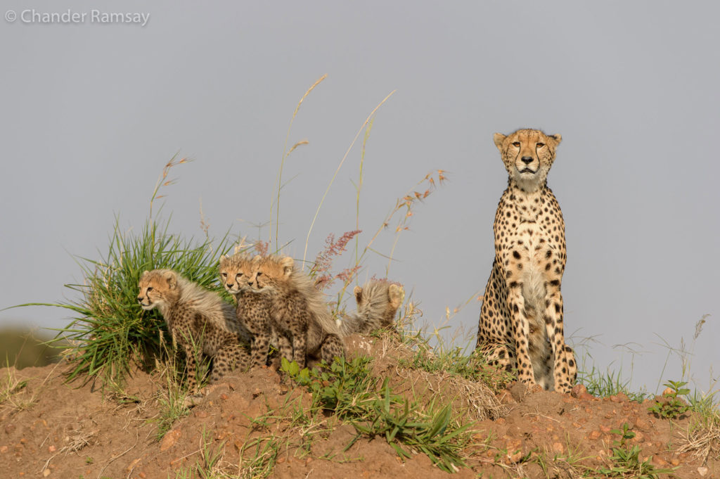 Cheetahs, Masai Mara