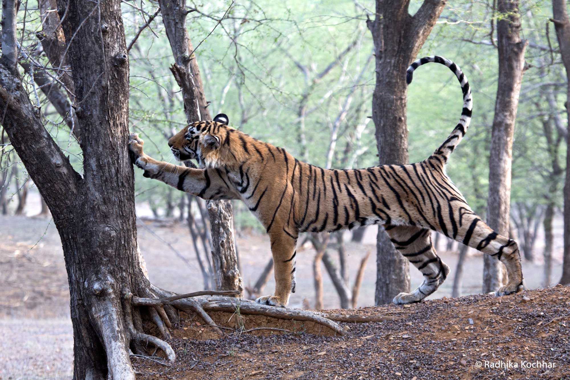 Ranthambhore Tiger Cub