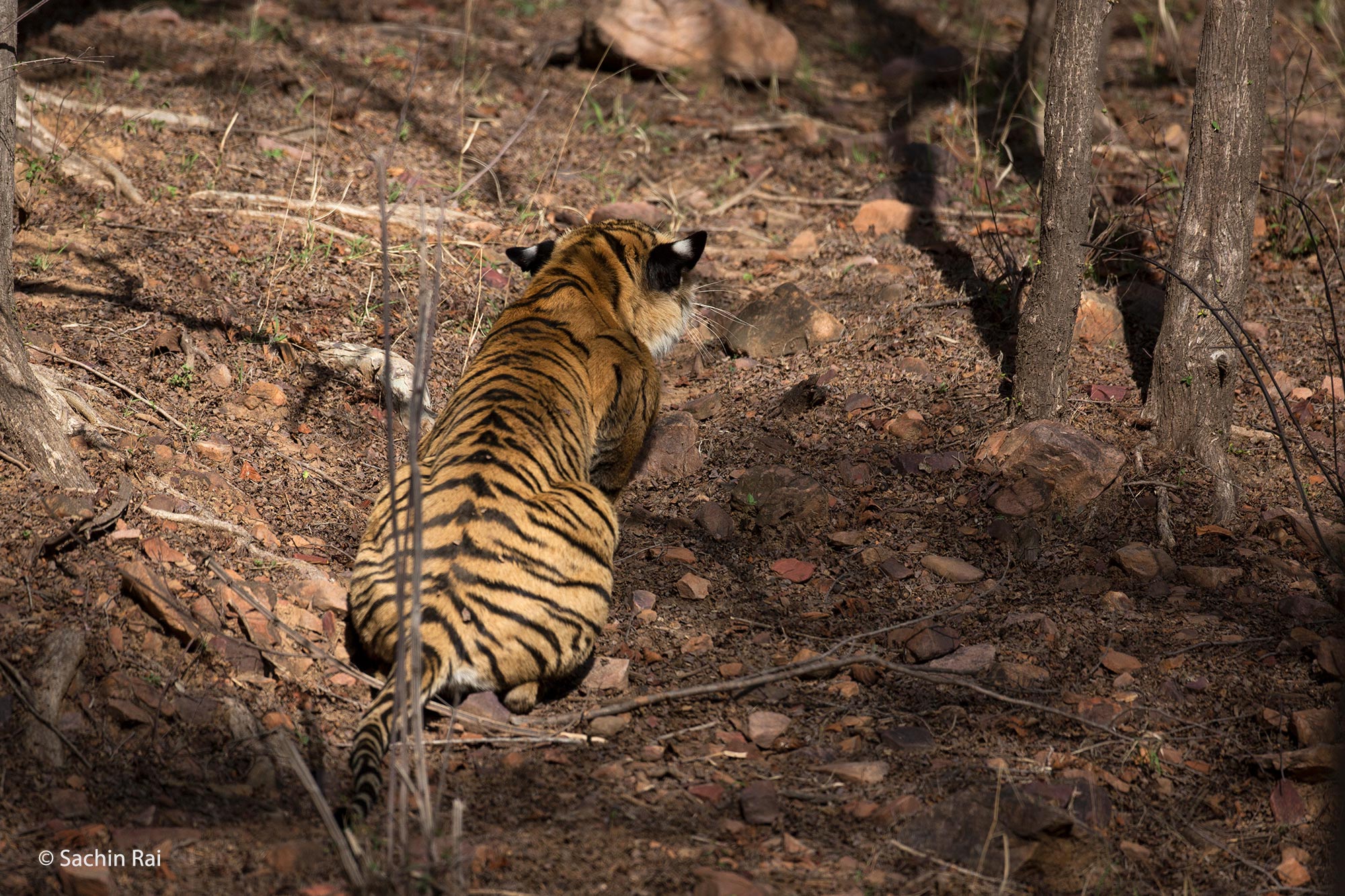 Tiger Cub Stalking