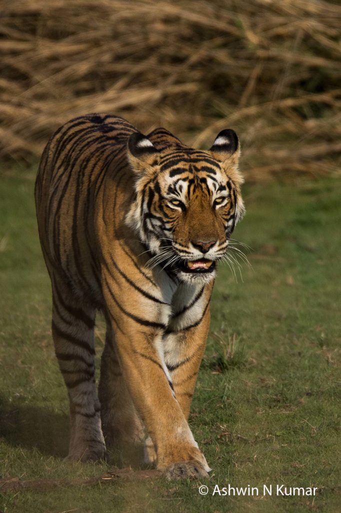 Tigress Walking