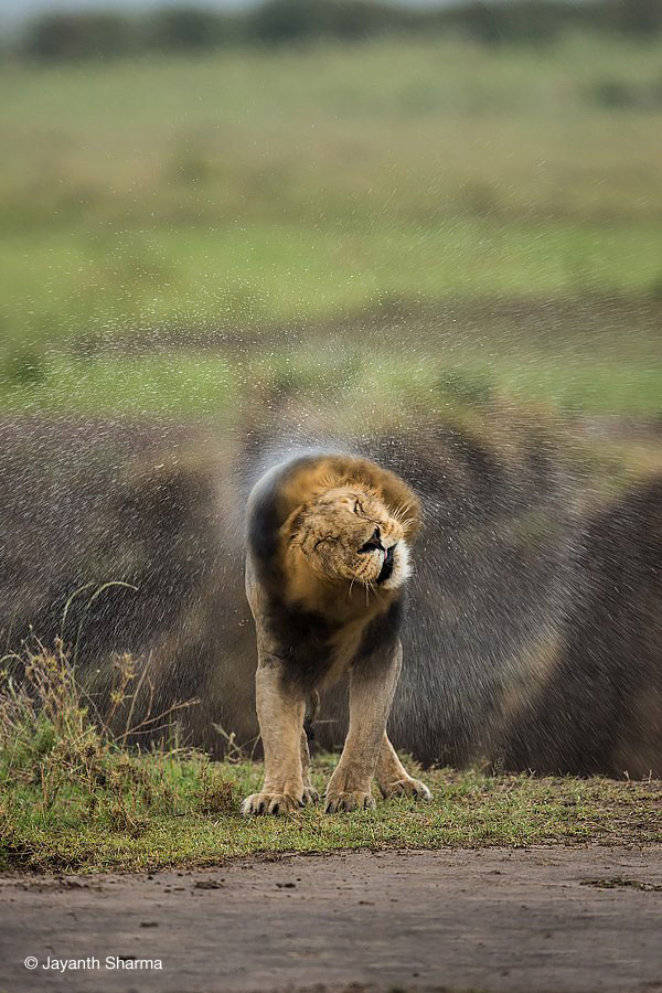 Lion Shaking Off