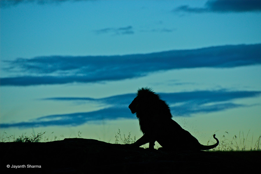 lion silhouette 2022