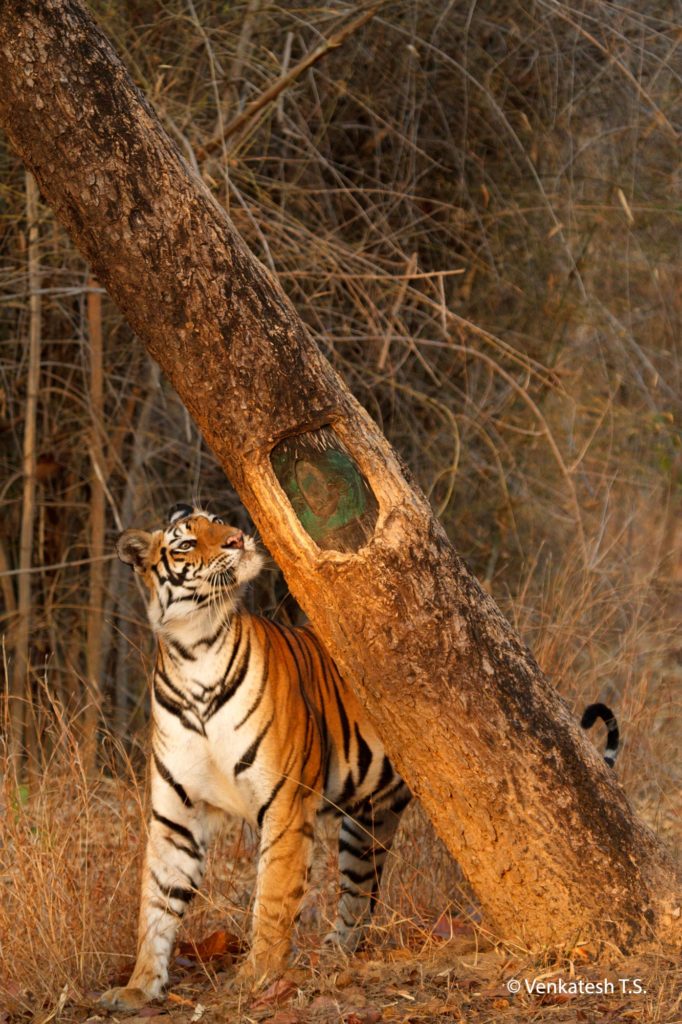 Banbehi Tigress, Bandhavgarh