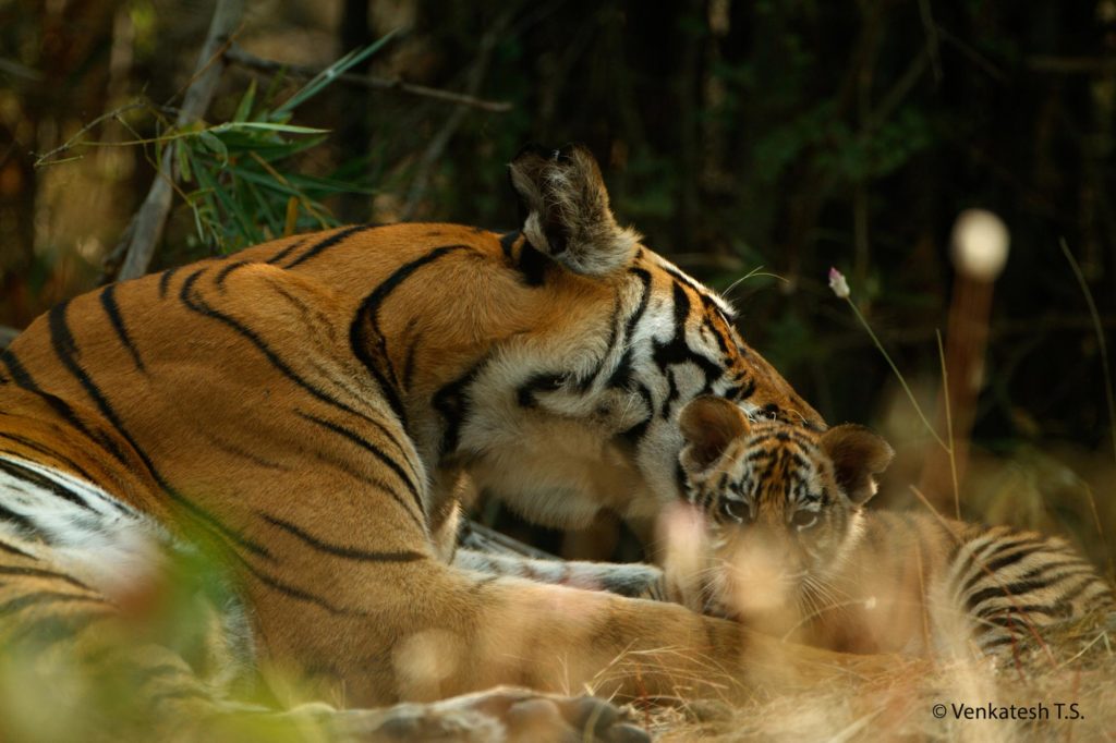 Kankati Tigress and Cub, Bandhavgarh