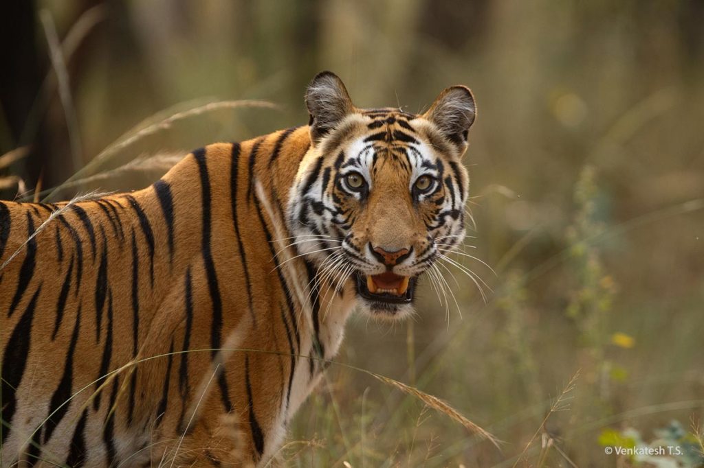 Pateeha Tigress Portrait, Bandhavgarh