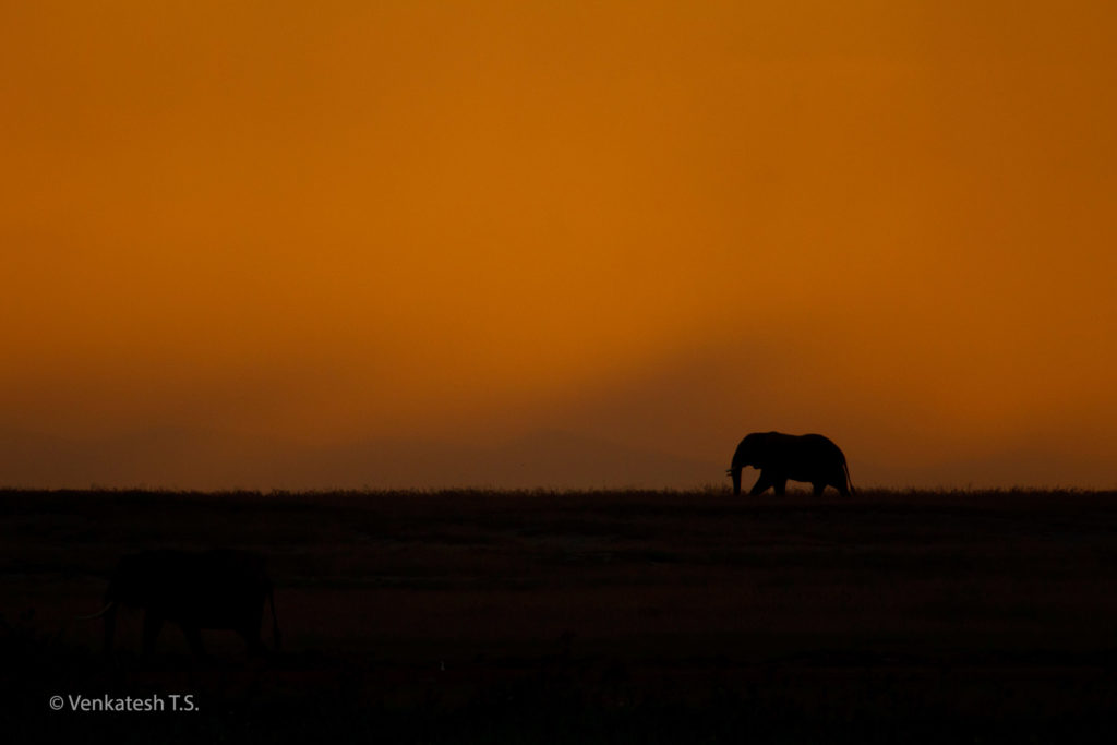 Elephant Silhouette, Kenya