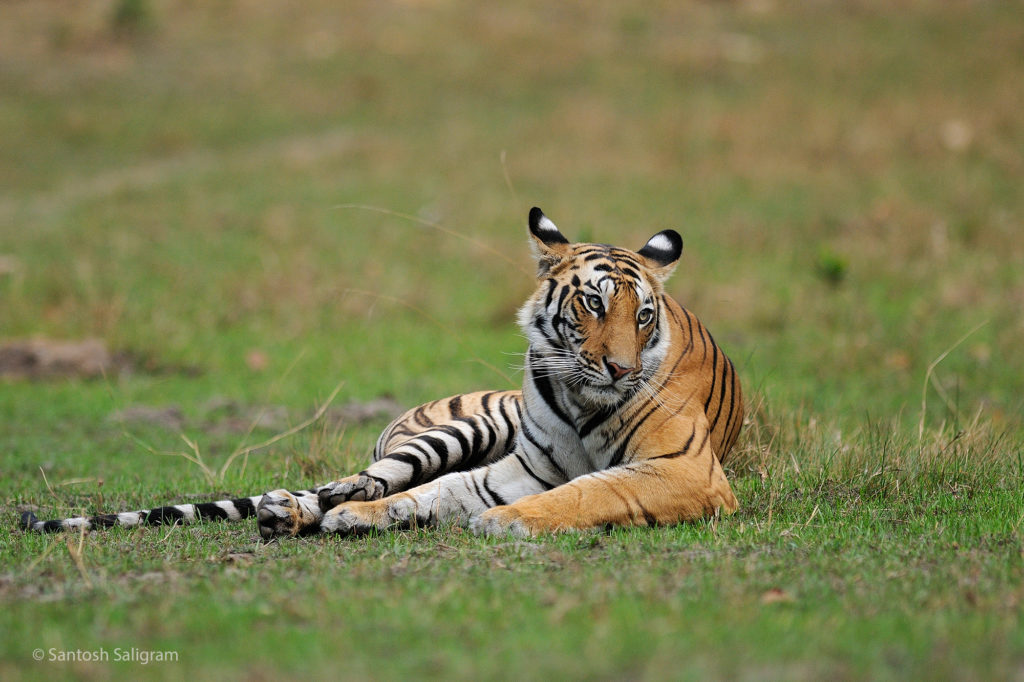 Tigress, Bandhavgarh