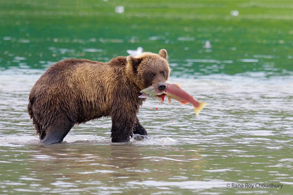 Brown Bear with Salmon, Kamchatka