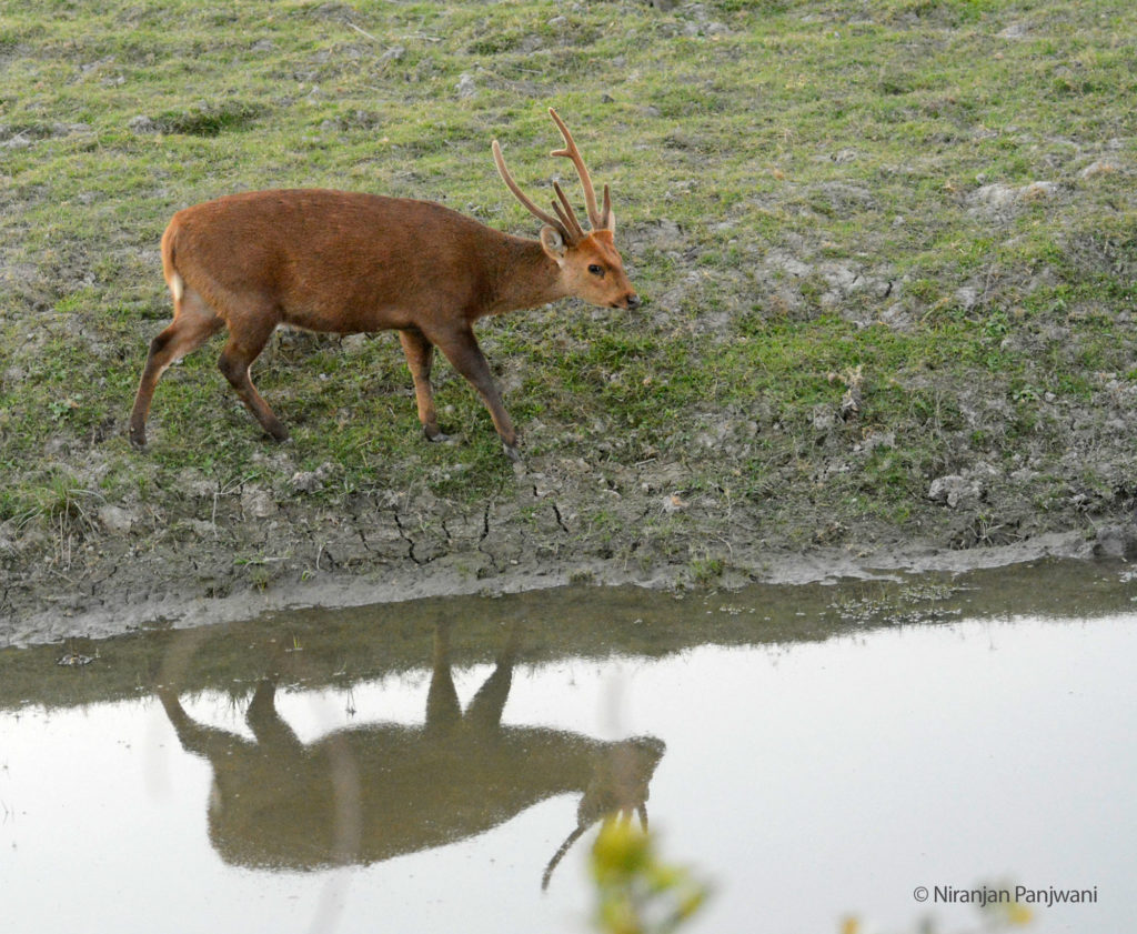 Hog Deer, Kaziranga