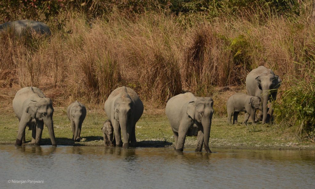 Elephants, Kaziranga
