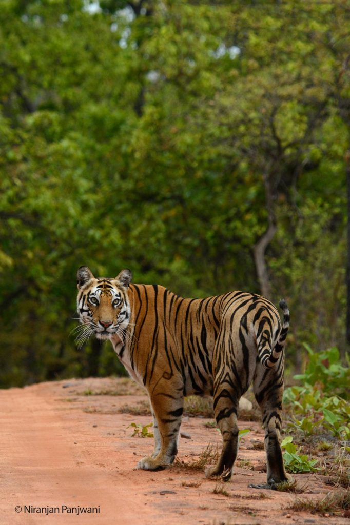 Sukhi Pateeha Tigress, Bandhavgarh